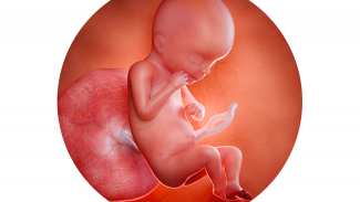 Náhledový obrázek - 19. týden těhotenství: na kůži plodu se tvoří ochranný mázek