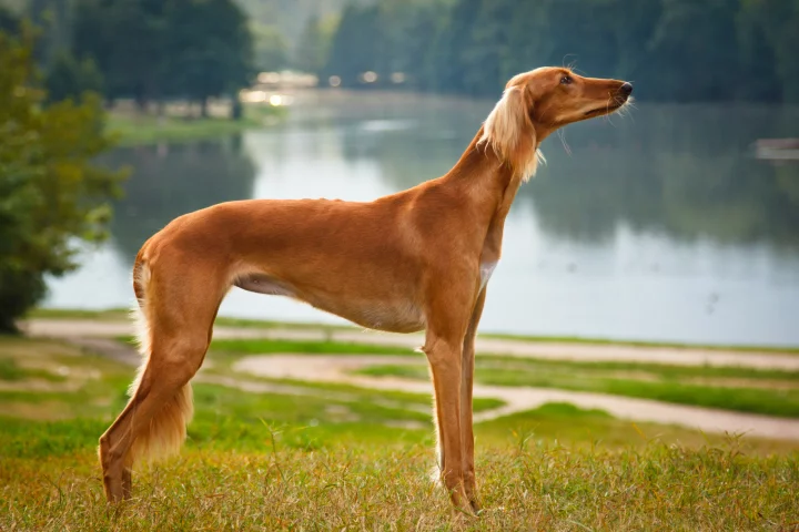 Plemeno Saluki