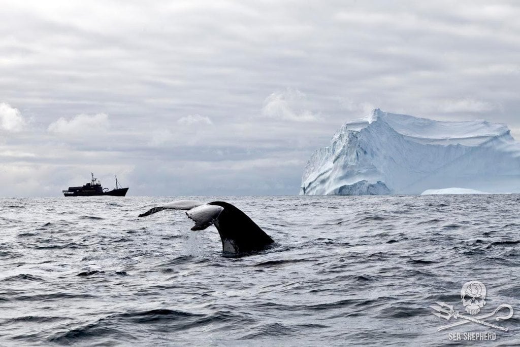 2019-05-sea-shepherd-2.jpg