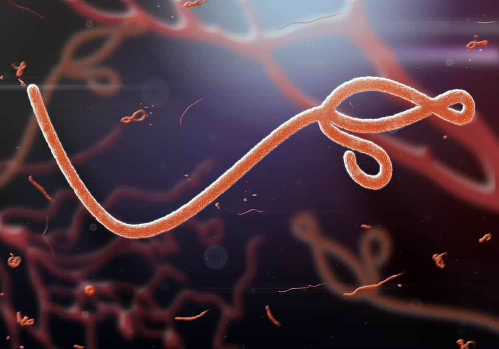 2019-03-Ebola-virus.jpg