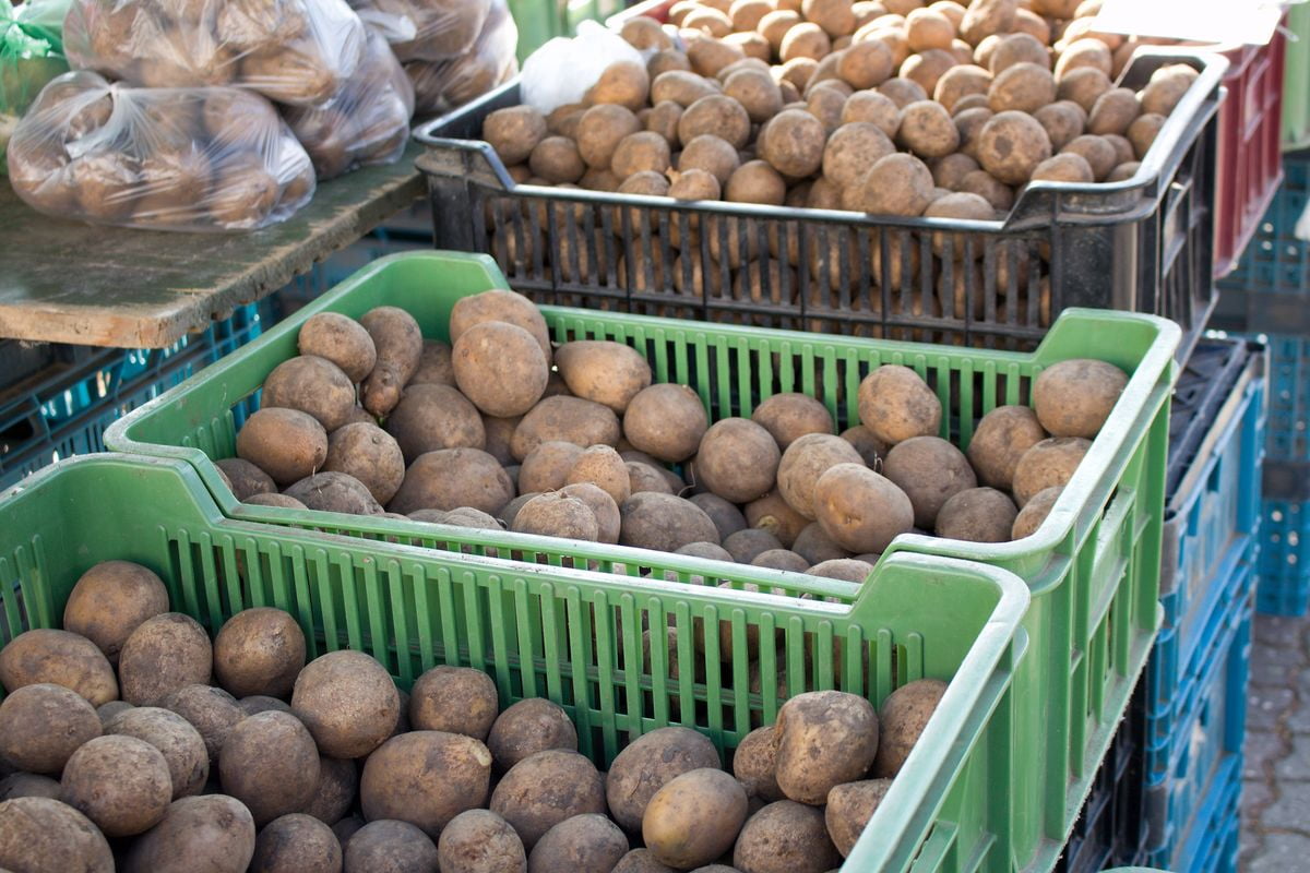 Farmářské tržiště na Kubáni