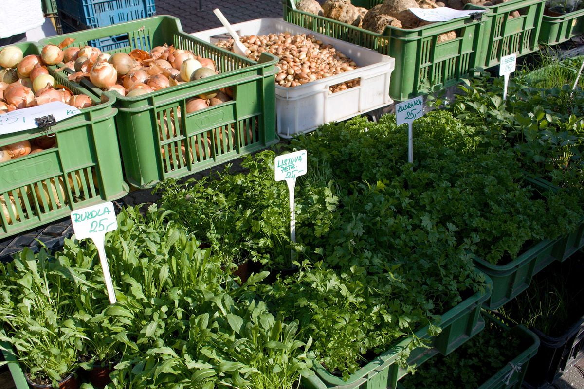 Farmářské tržiště na Kubáni