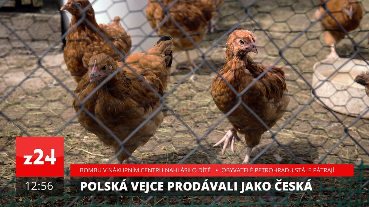 Grafika zpravodajské stanice Z24