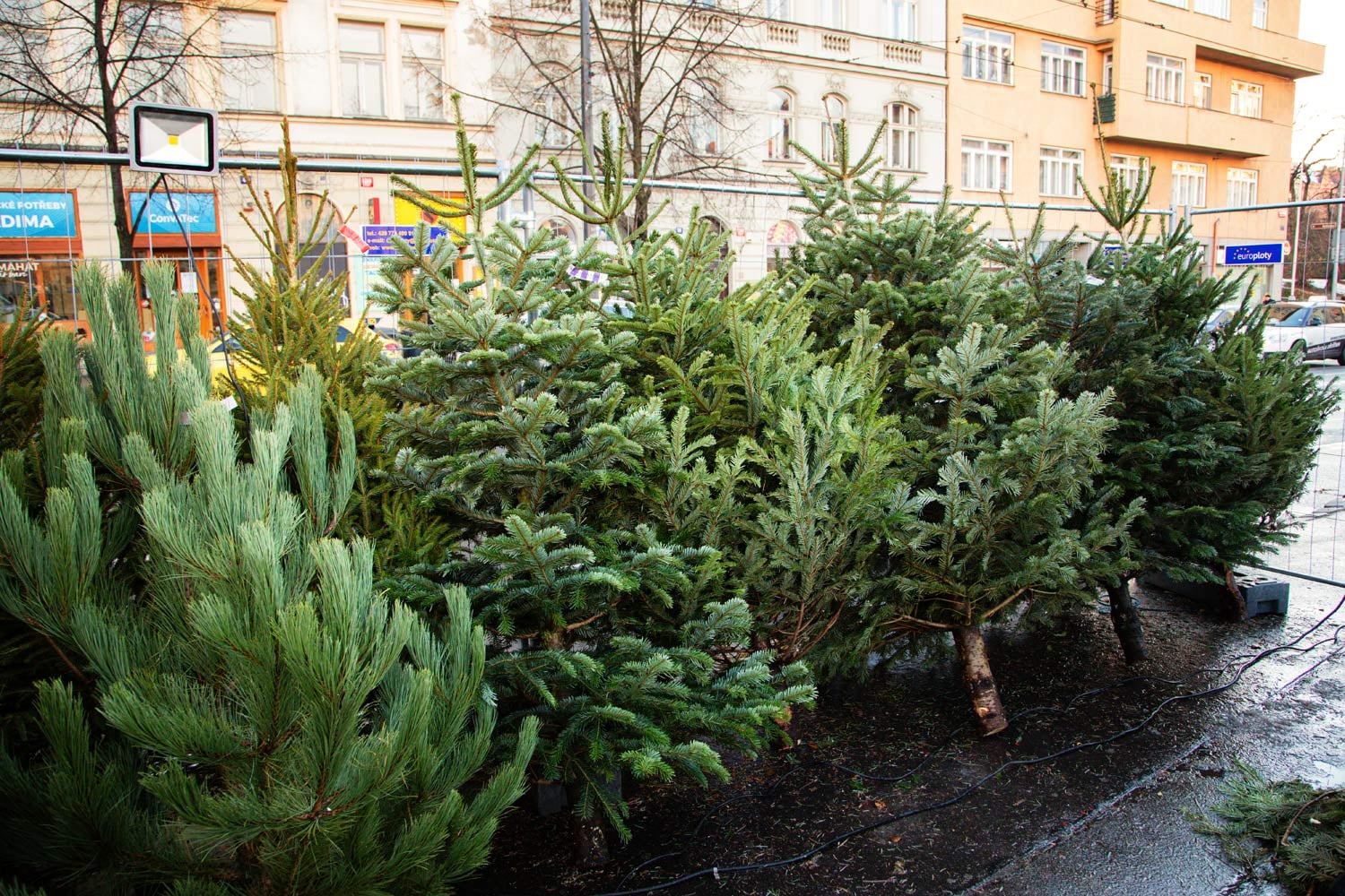 Jedle, borovice, smrk. Nabídka je tradiční.