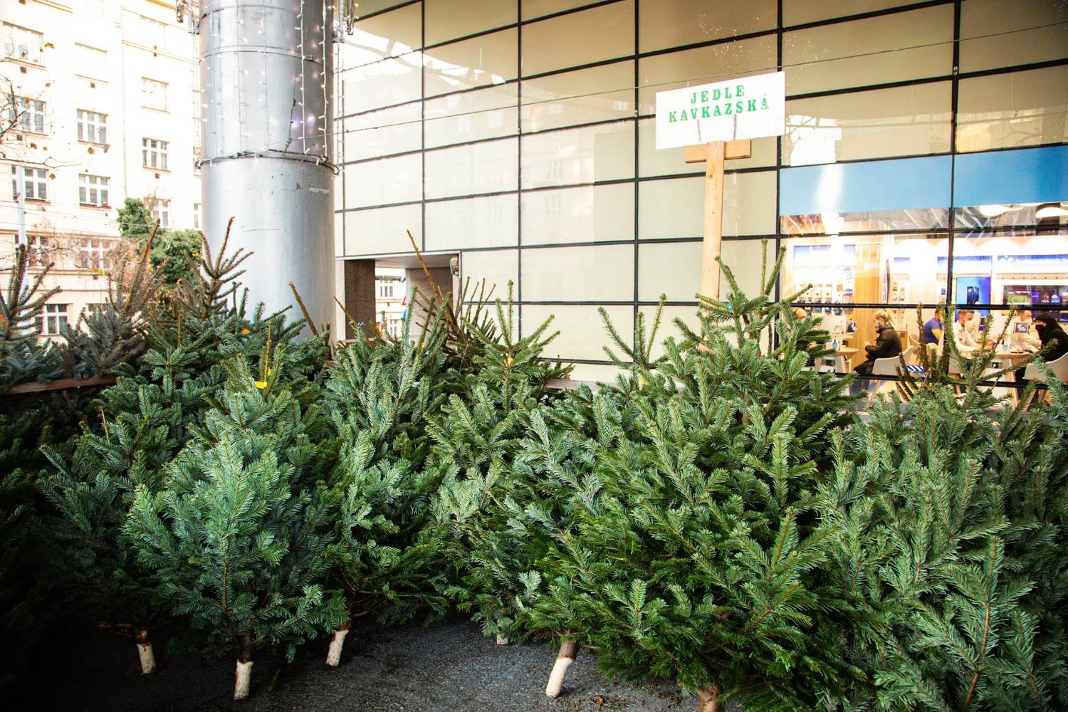 Jedle je i letos nejoblíbenějším stromkem.