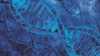 Náhledový obrázek - Britští vědci dostali povolení geneticky upravovat lidská embrya