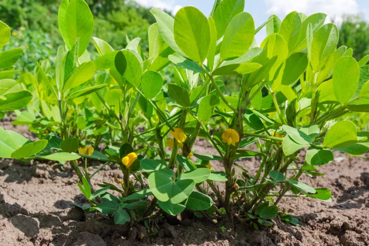 Kvetoucí arašídy na plantáži