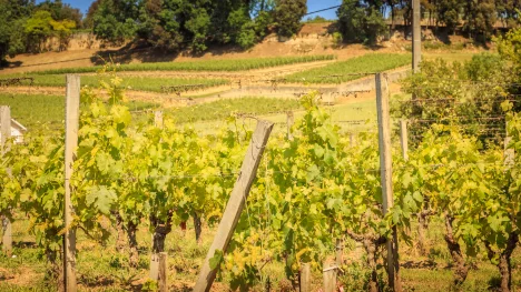 Náhledový obrázek - Extrémní počasí a klesající spotřeba ohrožuje tradiční vinařské regiony. Velké problémy mají v Itálii, Španělsku i v Bordeaux