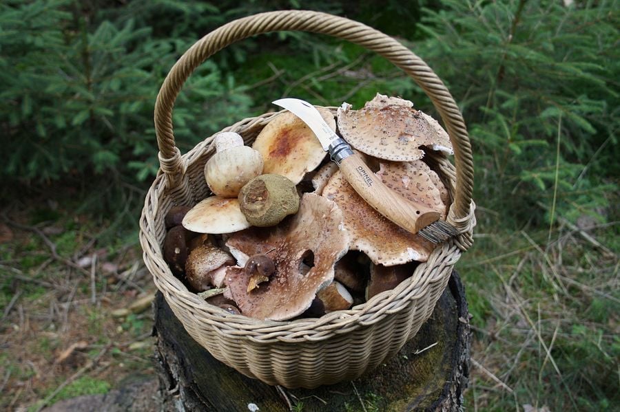 Muchomůrka růžovka nemusí být růžová