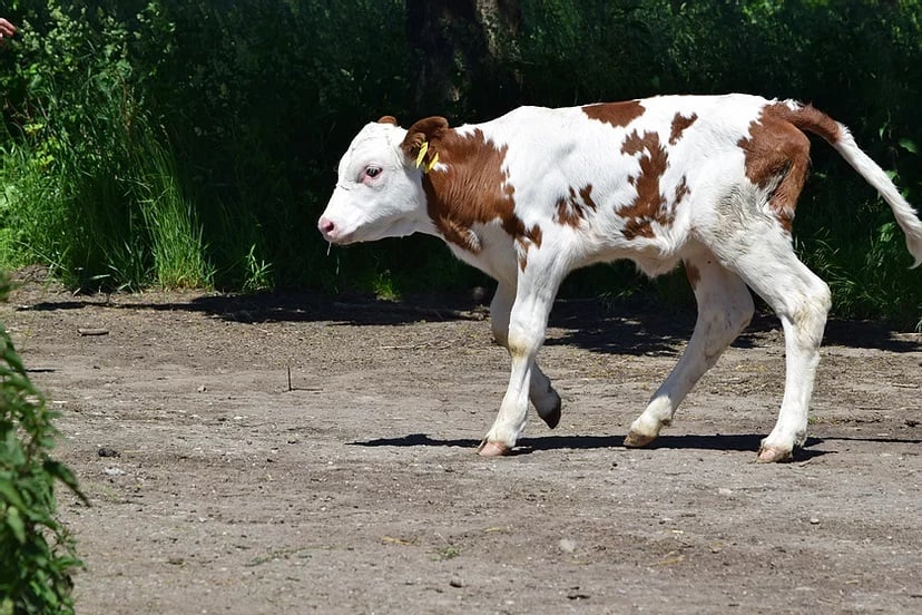 Zlatá farma na Hané