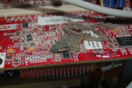 Když tam může myš i pavkouk, proč ne žába?