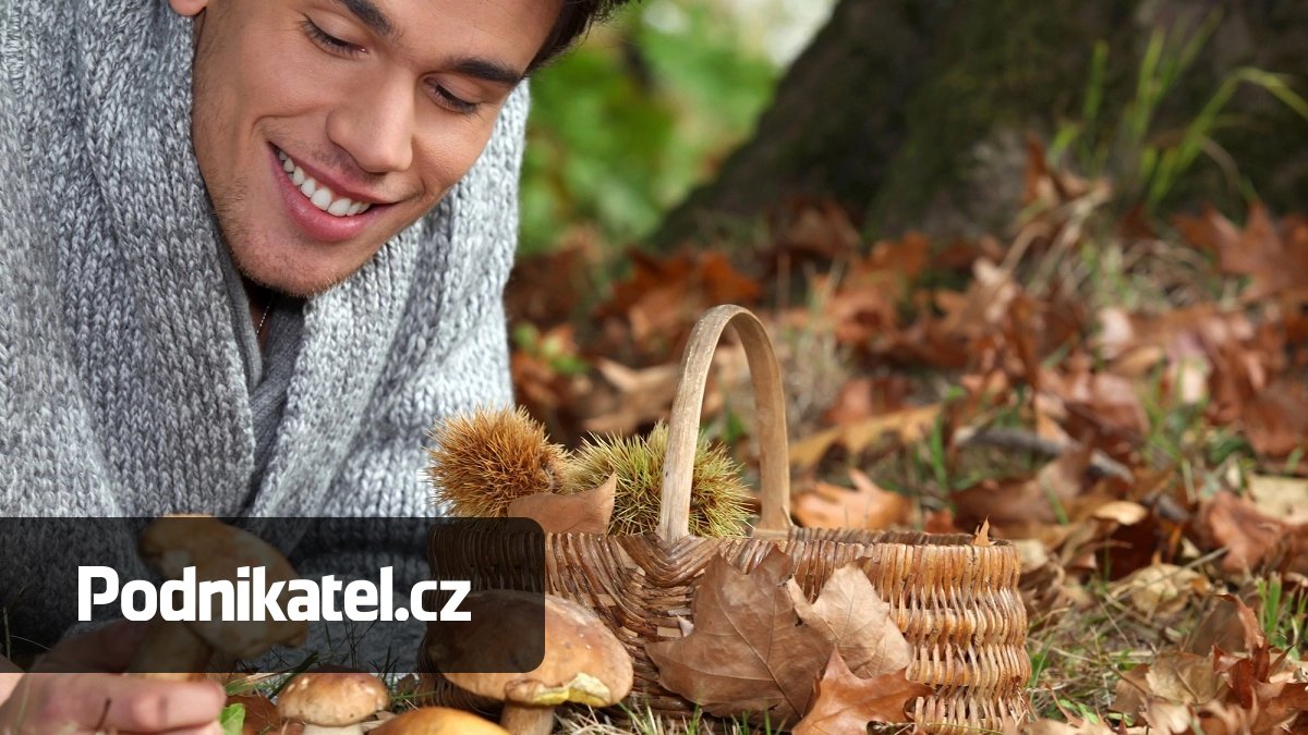 Chcete si přivydělat prodejem hub? Musíte mít osvědčení o tom, že je znáte