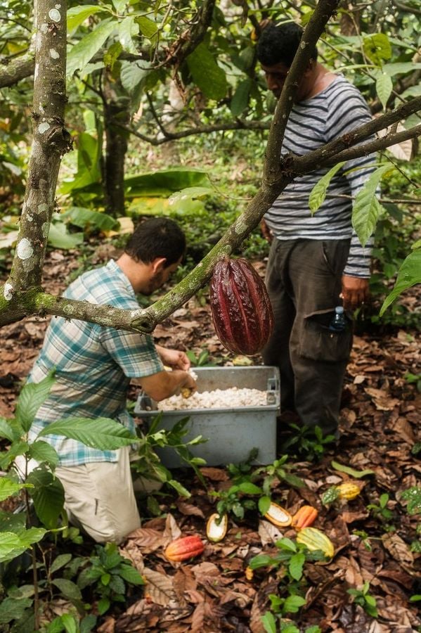 Farma čokoládových bobů