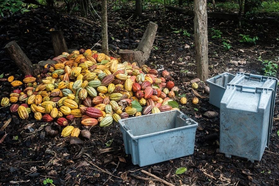 Farma čokoládových bobů