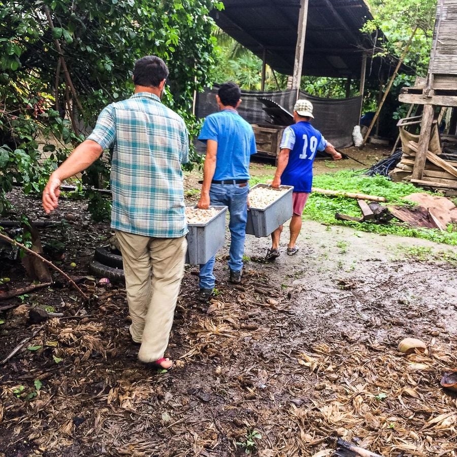 Farma čokoládových bobů