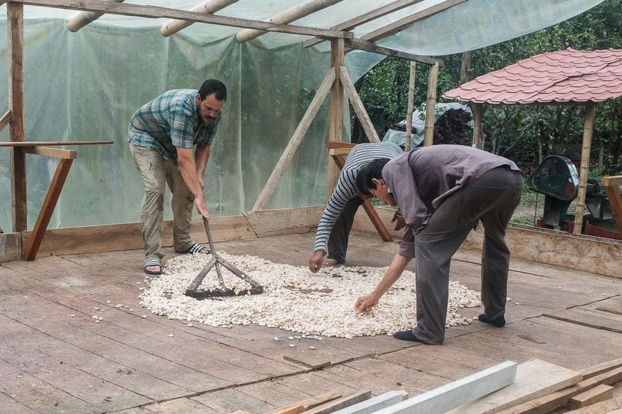 Farma čokoládových bobů