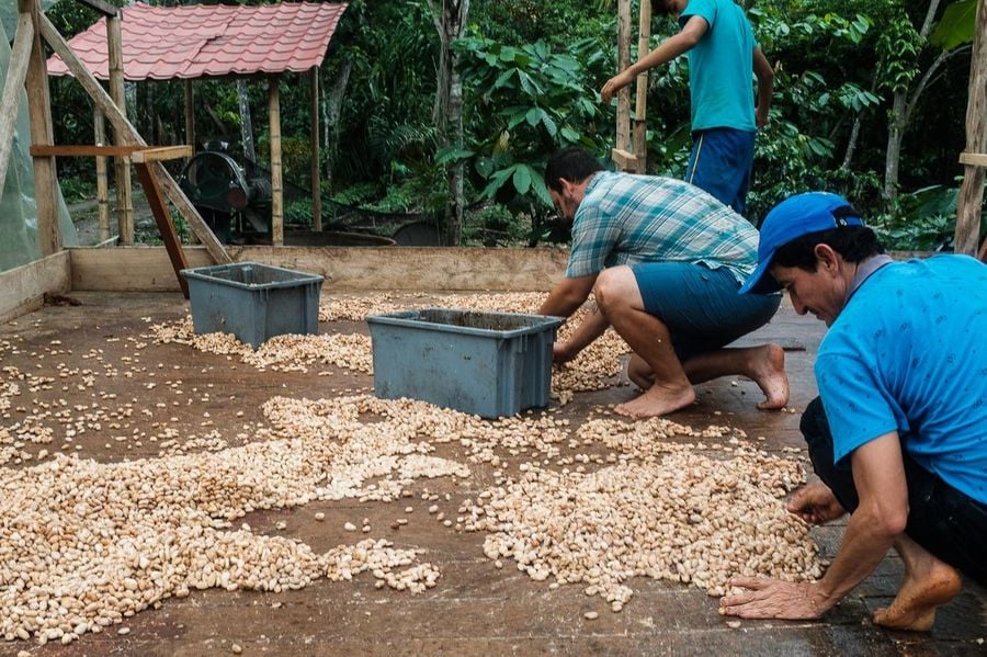 Farma čokoládových bobů