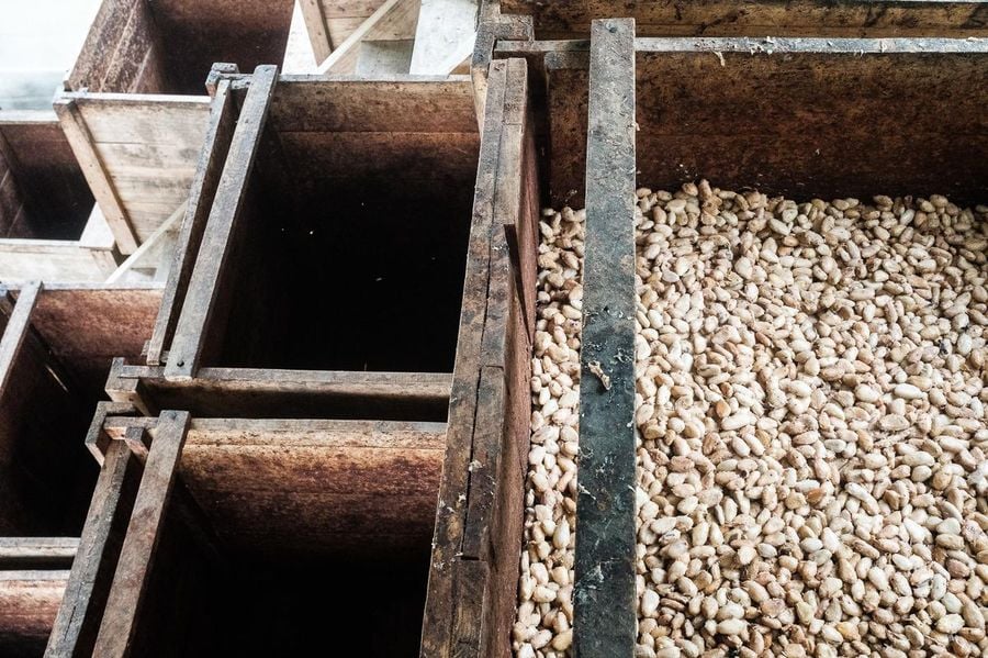 Farma čokoládových bobů