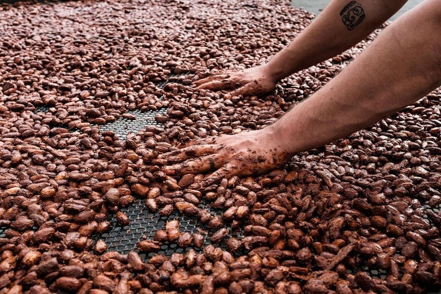 Farma čokoládových bobů