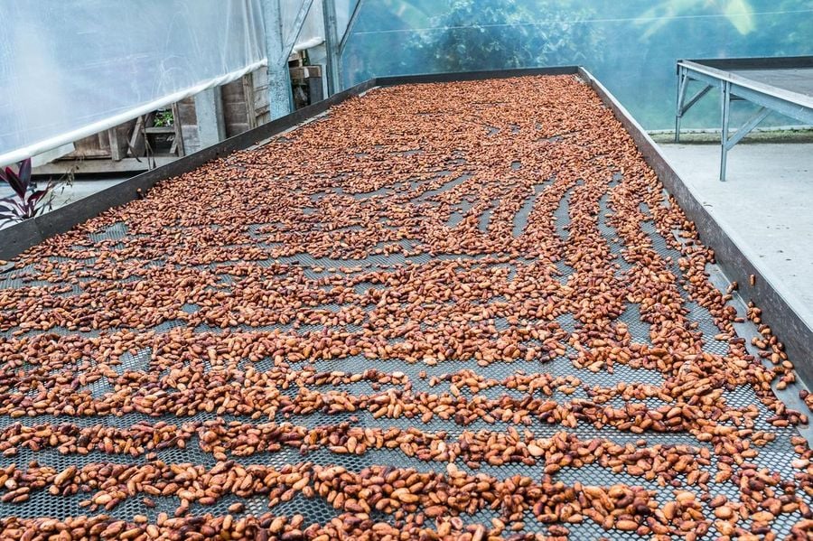 Farma čokoládových bobů