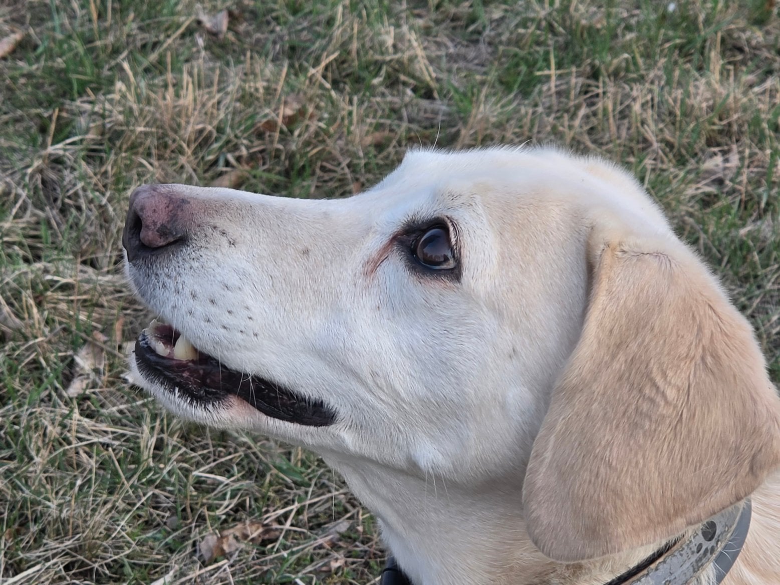 Samsung Galaxy S26 Ultra