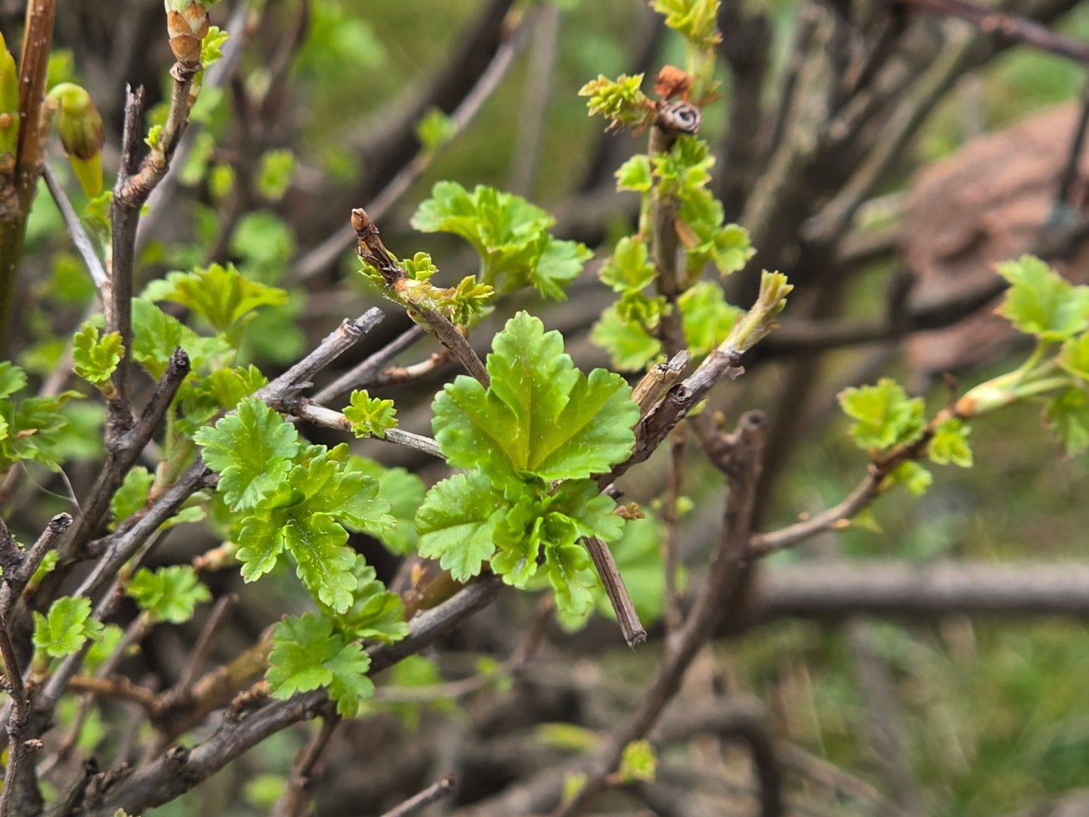 Samsung Galaxy S26 Ultra