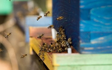 K pesticidům a nebezpečné varroáze ohrožujícím včely dlouhodobě se v letošním roce přidaly výkyvy počasí. Včelstva v ČR se proto v létě potýkala s nedostatkem potravy.