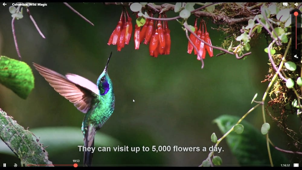 Ukázky přehrávání streamovaného videa