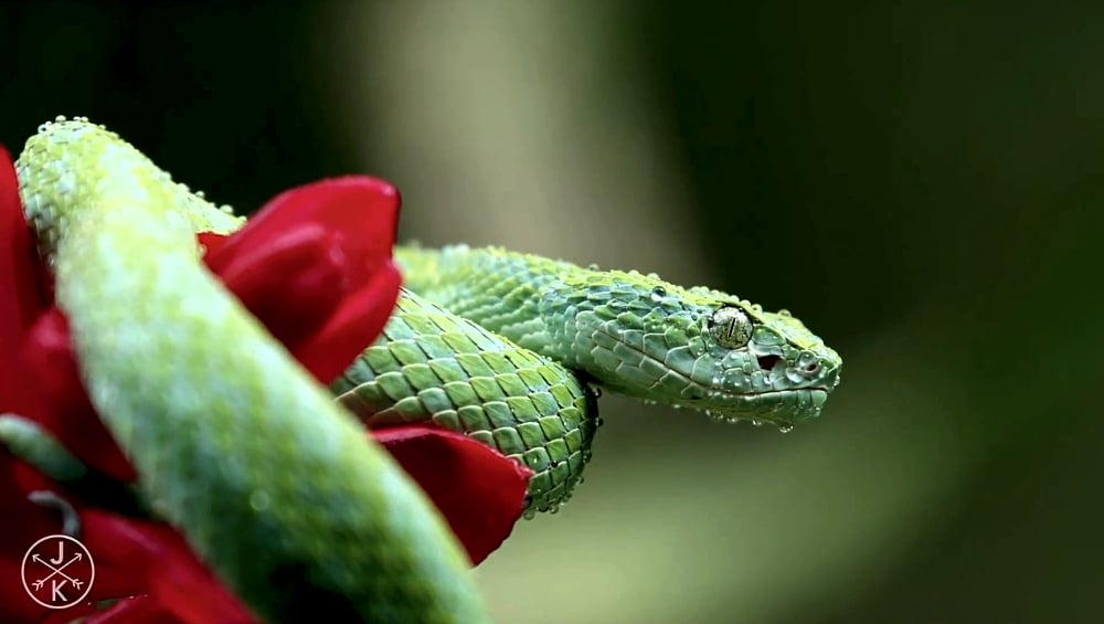 Ukázky přehrávání streamovaného videa