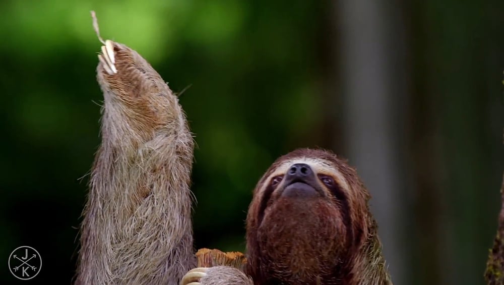 Ukázky přehrávání streamovaného videa