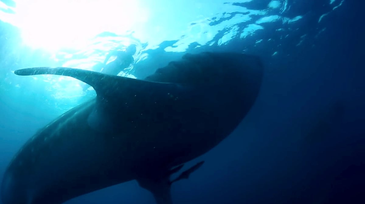 Marco Polo / Mission Blue