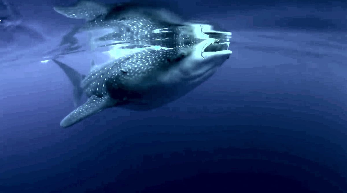 Marco Polo / Mission Blue