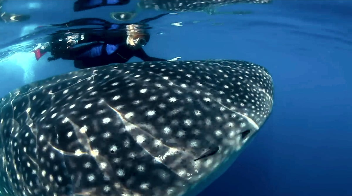 Marco Polo / Mission Blue