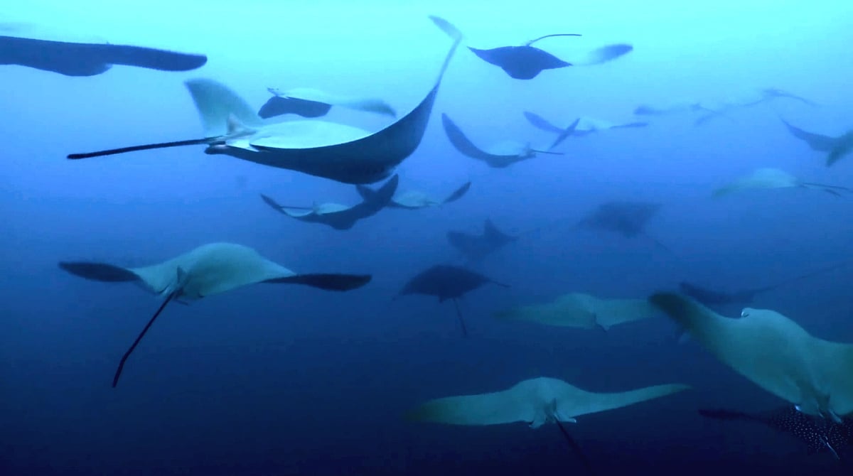 Marco Polo / Mission Blue