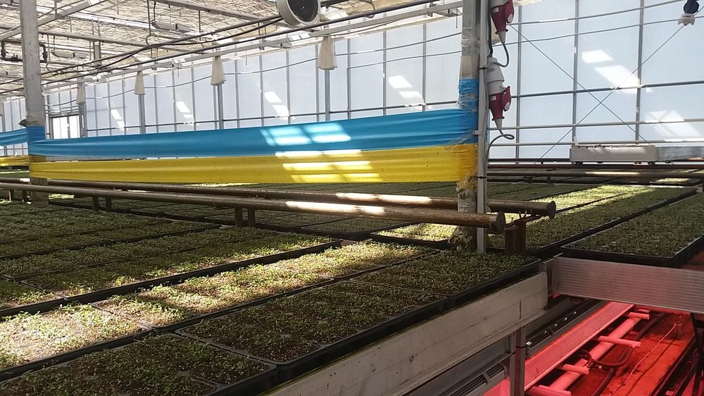 Bylinky.cz: Z Moravy do supermarketů