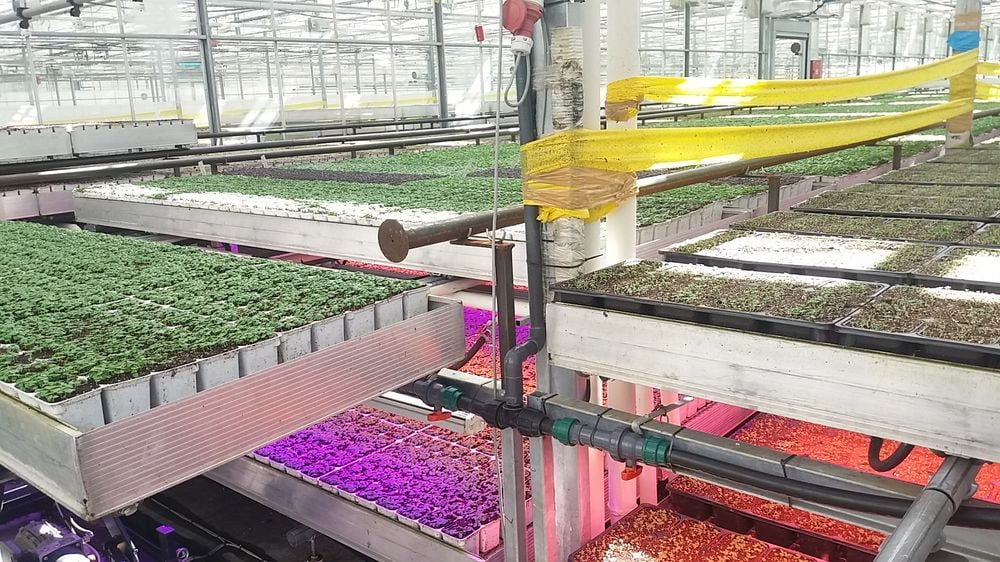 Bylinky.cz: Z Moravy do supermarketů