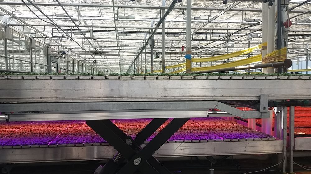 Bylinky.cz: Z Moravy do supermarketů