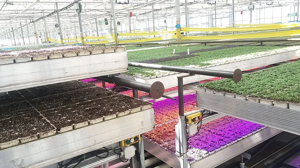 Rychlému růstu napomáhá správná výživa, teplota i dostatek světla