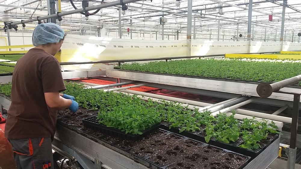Bylinky.cz: Z Moravy do supermarketů