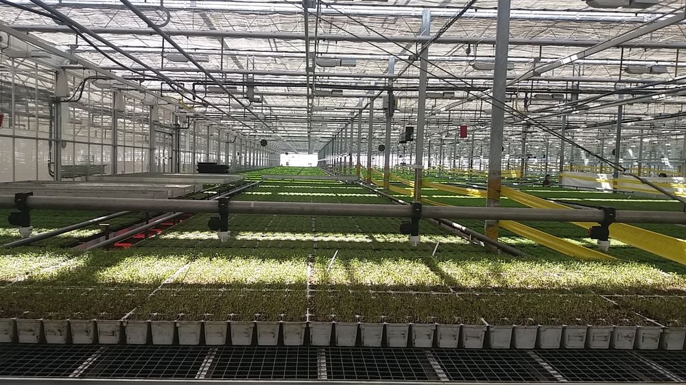 Bylinky.cz: Z Moravy do supermarketů