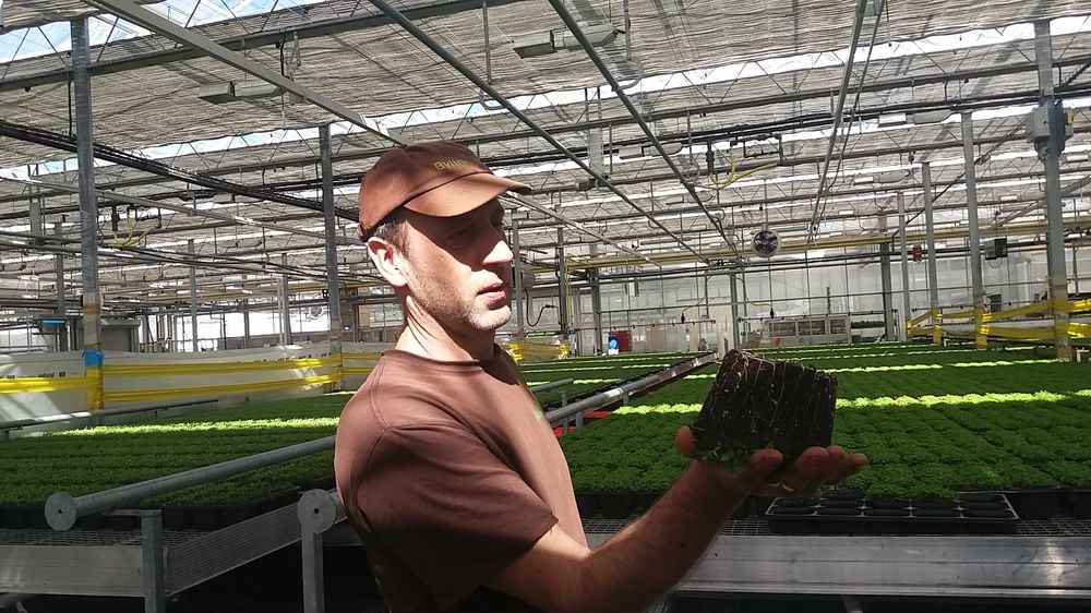 Bylinky.cz: Z Moravy do supermarketů