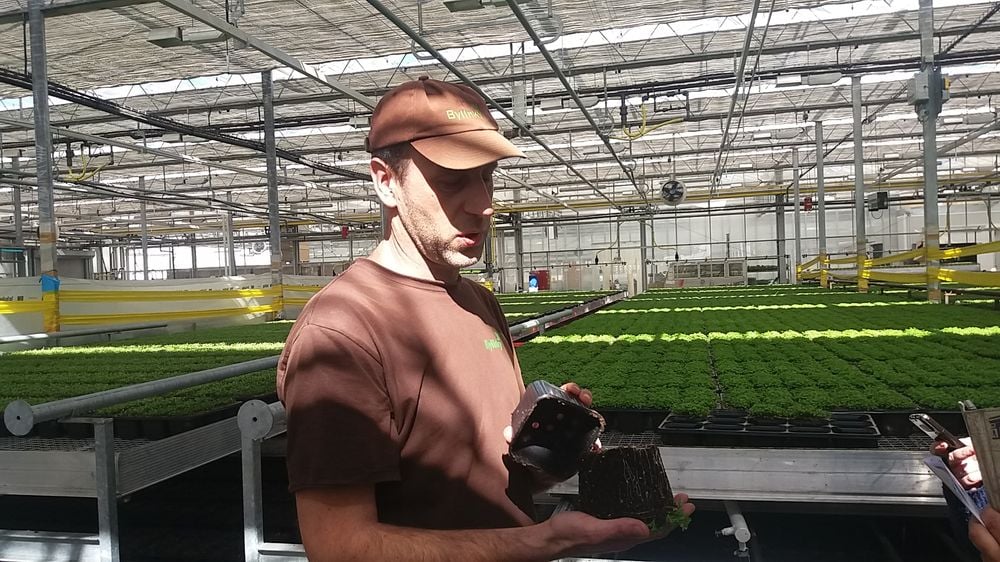 Bylinky.cz: Z Moravy do supermarketů