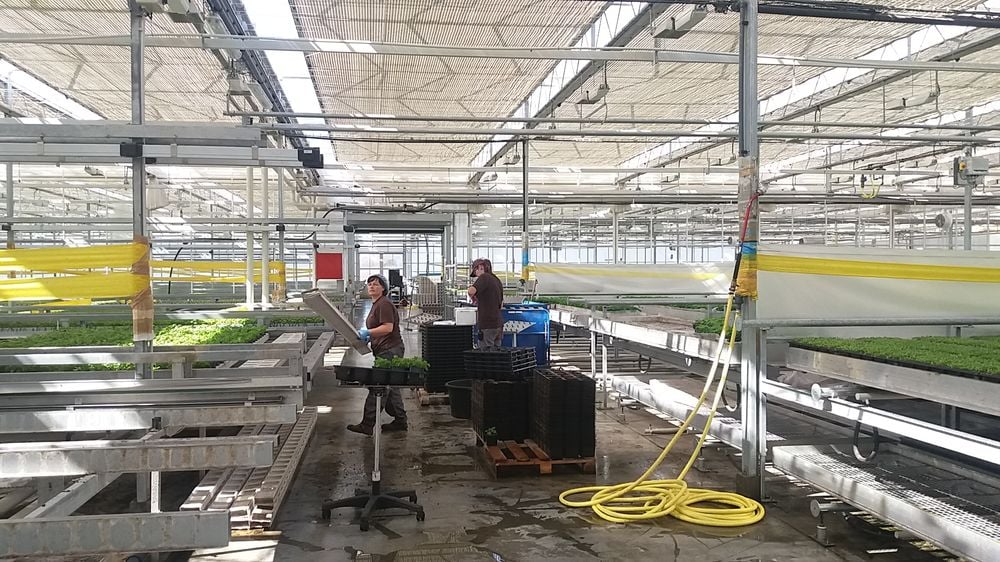 Bylinky.cz: Z Moravy do supermarketů