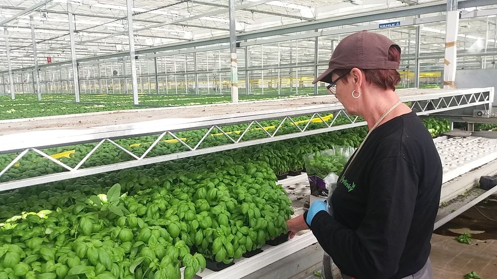 Bylinky.cz: Z Moravy do supermarketů