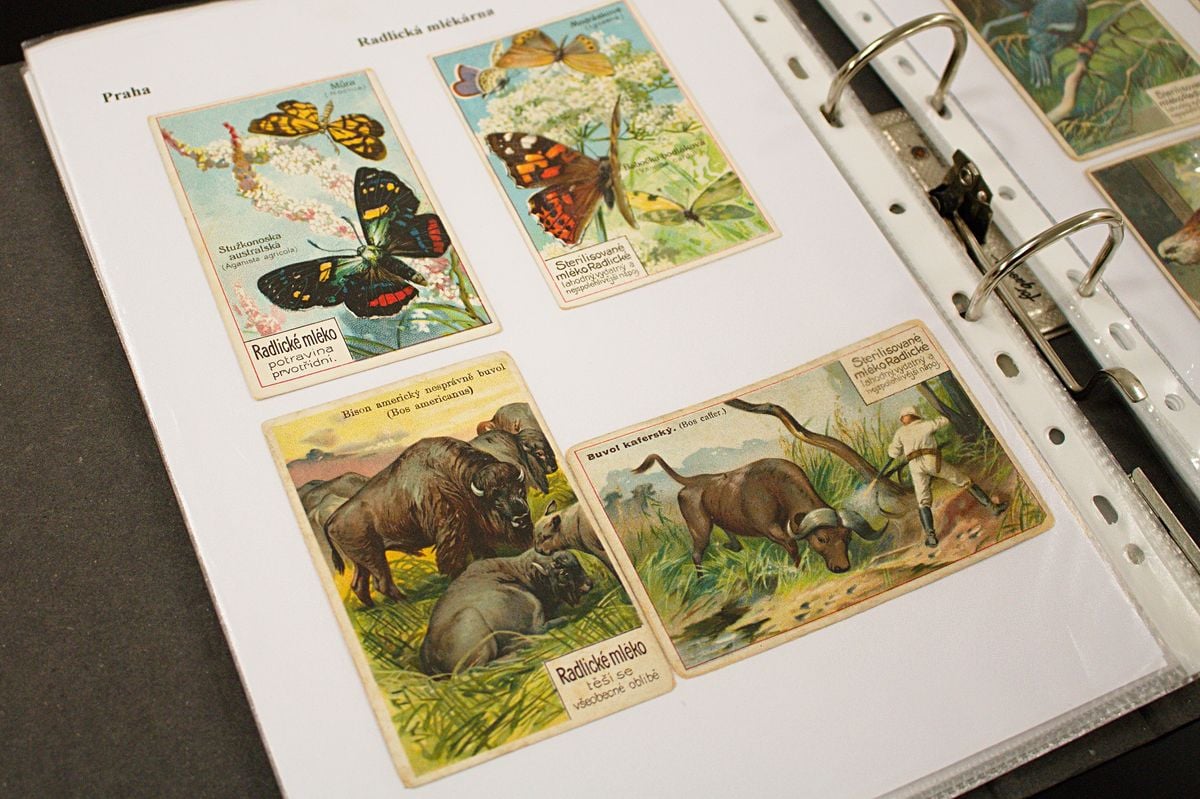 Rytíř Řádu camembertu má sbírku zapomenutých sýrů