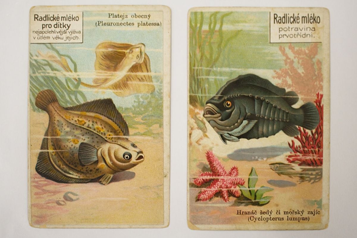 Rytíř Řádu camembertu má sbírku zapomenutých sýrů