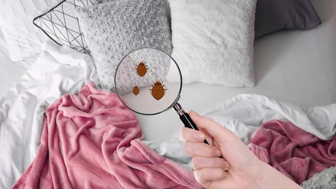 Pokud si přinesete například z dovolené několik jedinců, je možné použít běžné komerčně dostupné biocidní přípravky… Pokud je výskyt většího rozsahu, je potřeba zajistit likvidaci štěnic osobou, která má odbornou způsobilost k provádění speciální ochranné dezinsekce, uvádí na svém webu ostravská hygienická stanice.