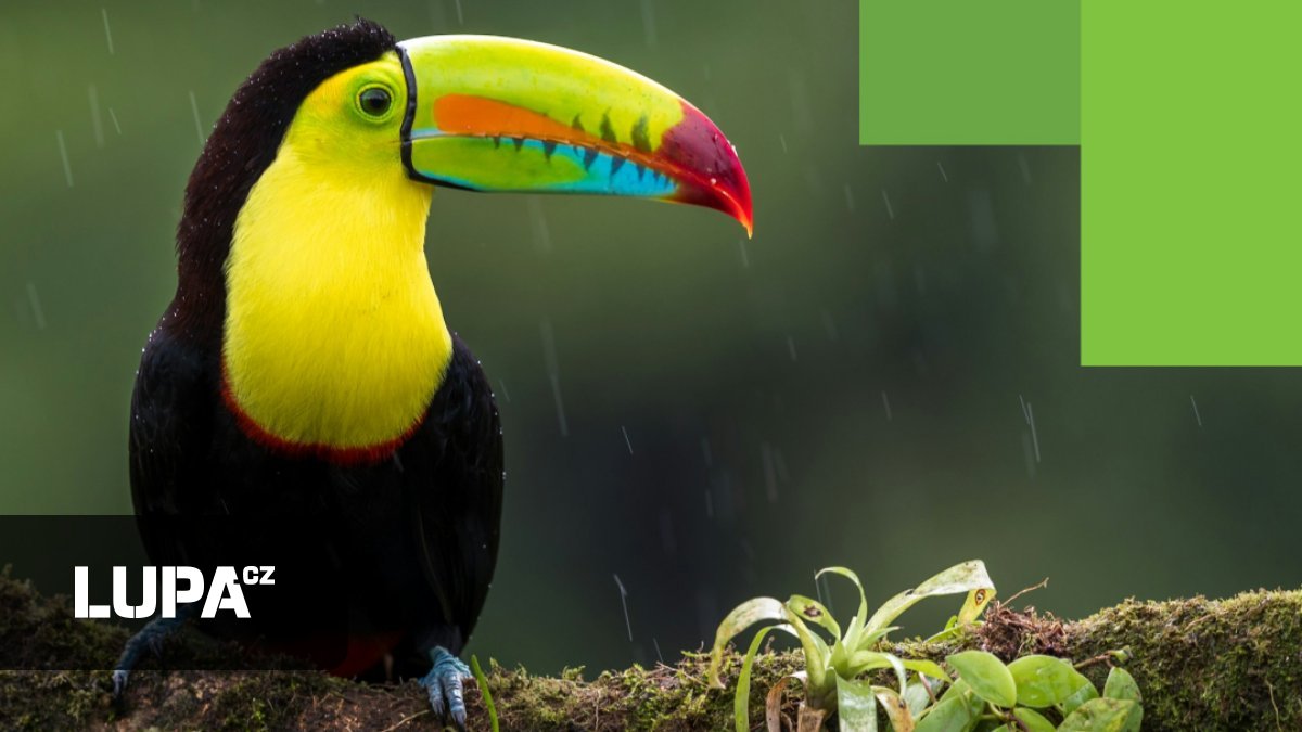 Brněnské Zoner Photo Studio po 20 letech mění název a přidává AI funkce