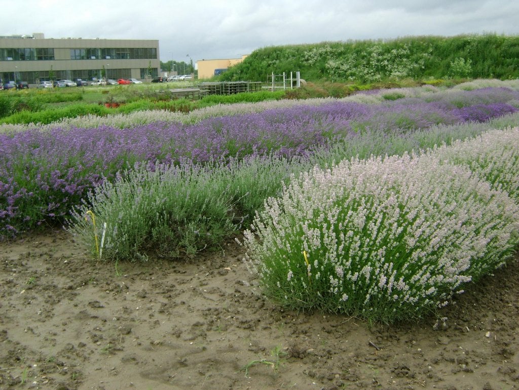 2019-02-centrum-regionu-hanc3a1-pro-biotechnologickc3bd-a-zemc49