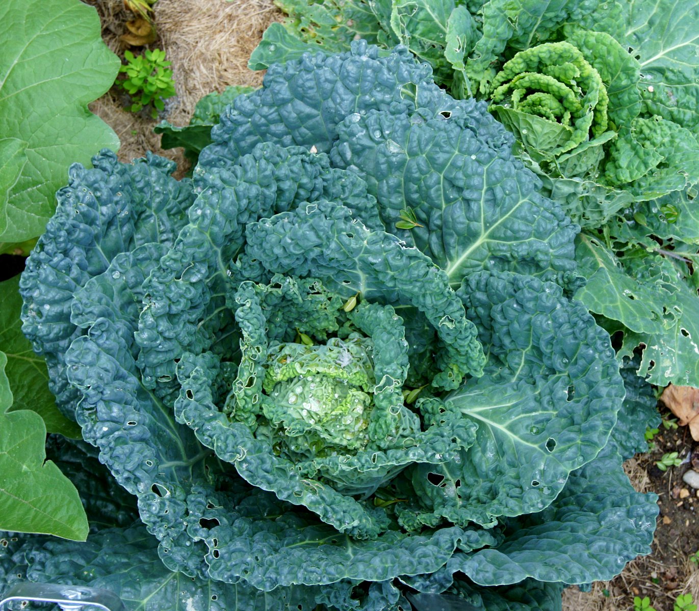 Капуста (Brassica oleracea)